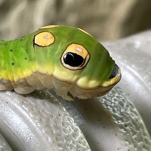 Meet your Posher, Beth